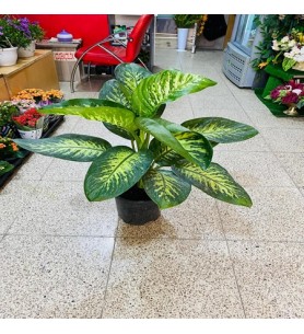 Saksı Çiçeği Tropik Boylu